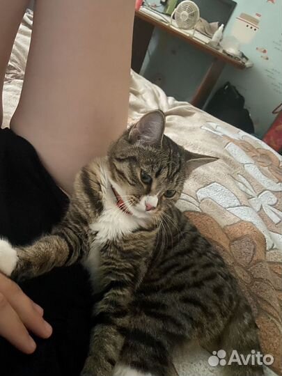 Вязка кошка