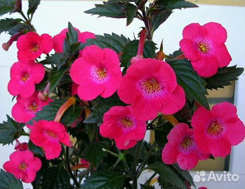 Ахименес (ризомы)