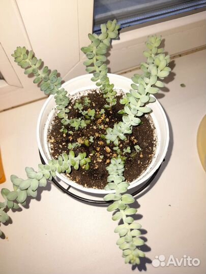 Кактусы и суккуленты