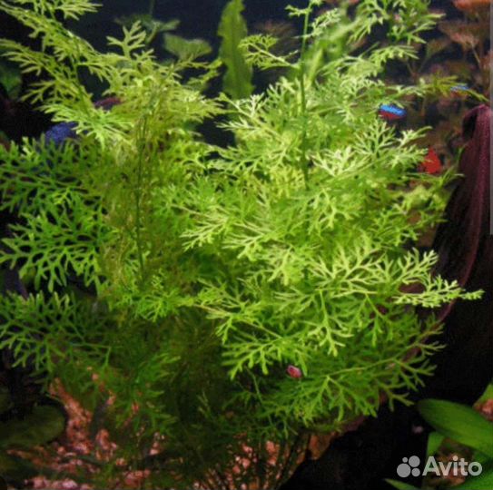 Индийский папоротник