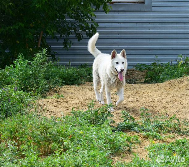 Собака в добрые руки