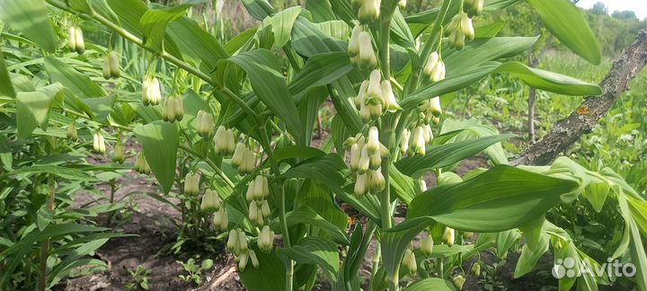 Купена многоцветковая