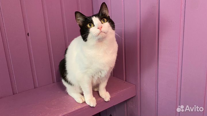 Кошечка Мэй в добрые руки