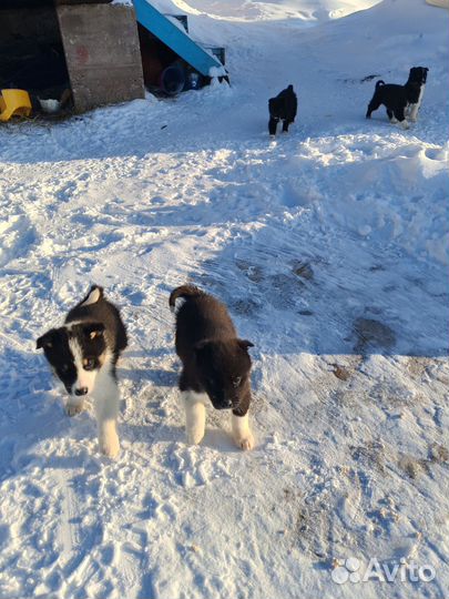 Щенки восточно сибирской лайки