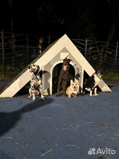 Хвостатые друзья в поисках дома