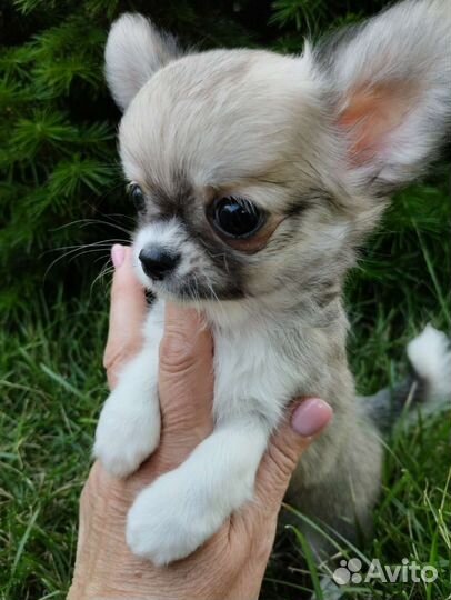 Великолепный мальчишечка