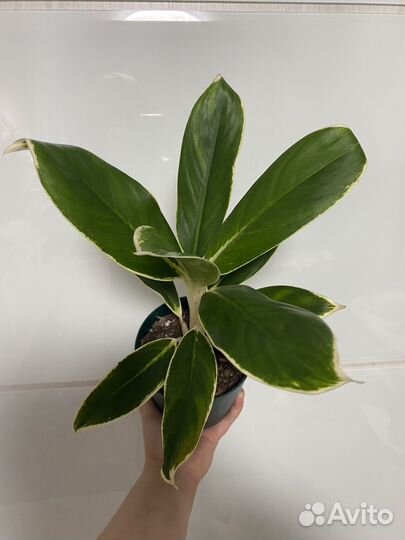 Аглаонема Вайт Лайм