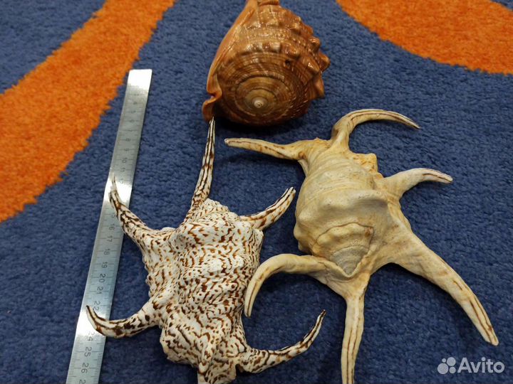 Морские ракушки