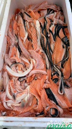 Обрезь форели в розницу