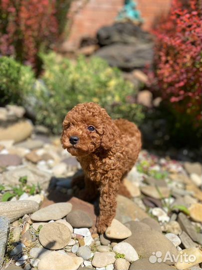 Той-Пудель мальчик