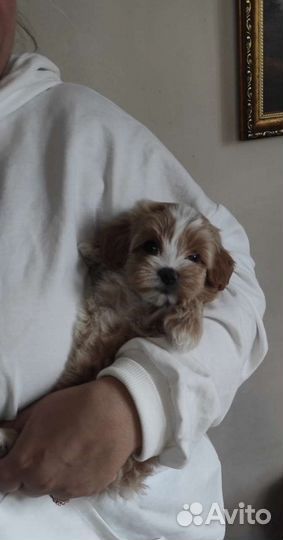 Maltipoo F1 Малышка Лилу