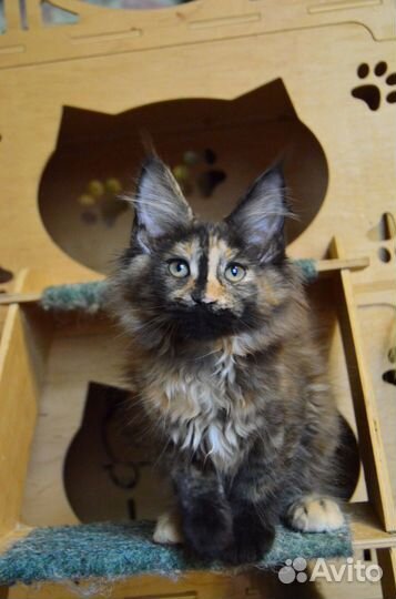 Девочка мейн-кун