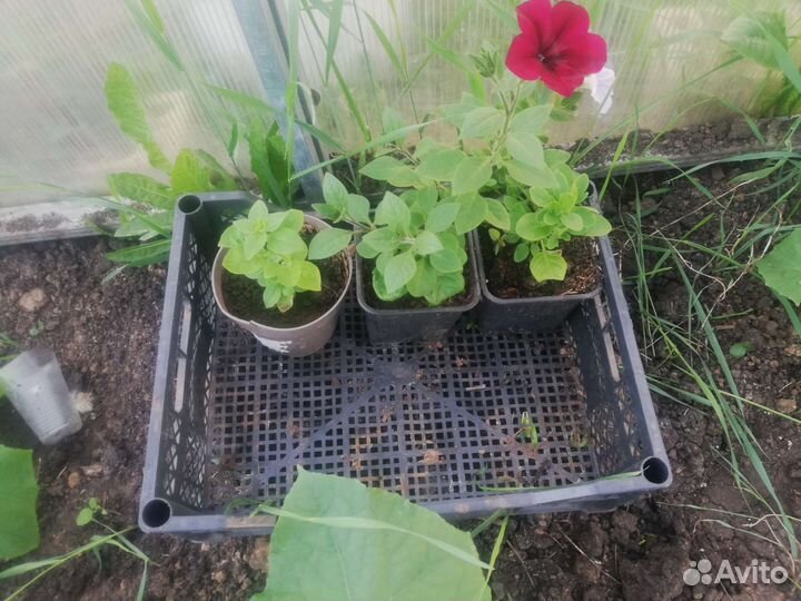 Петунья рассада