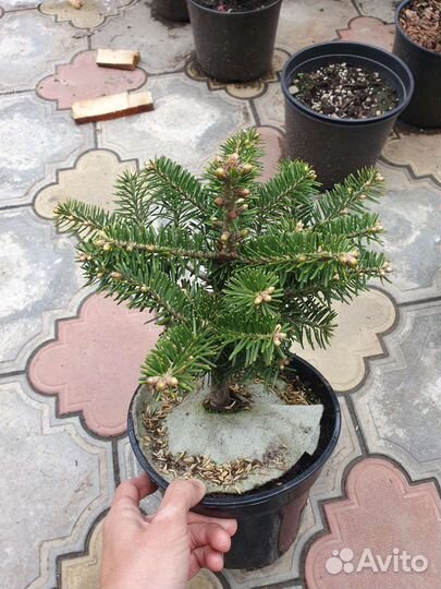 Пихта корейская