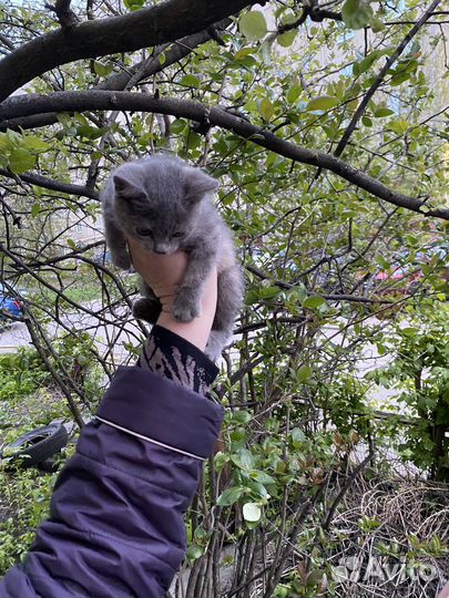 Кошка в дар бесплатно