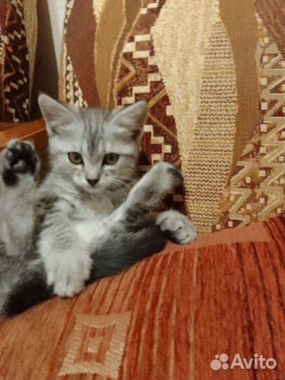 Котенок девочка