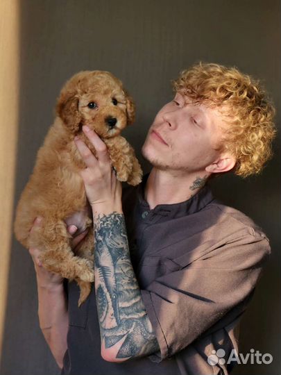 Стрижка собак/груминг