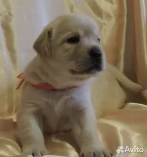 Щенки лабрадора