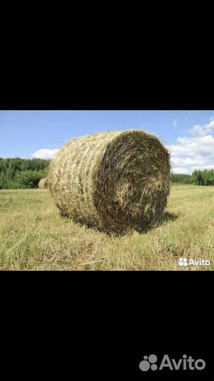 Сено в тюках