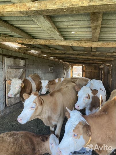 Бычок 1,6 г и телки 1,3-1,4 г