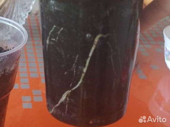 Китайская роза. Гибус