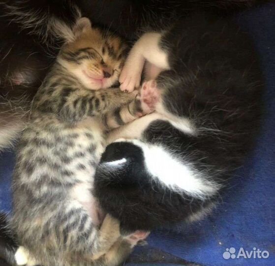 Котёнок в дар