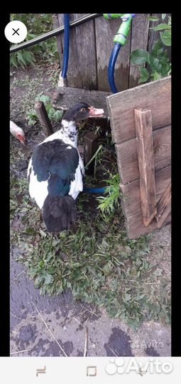 Мускусные утки