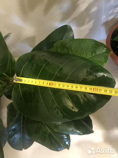 Фикус Альтисимма (Альтисима)