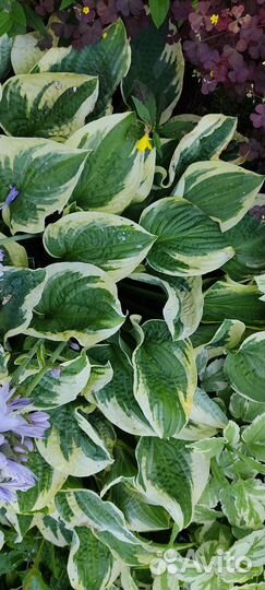 Хоста цветок