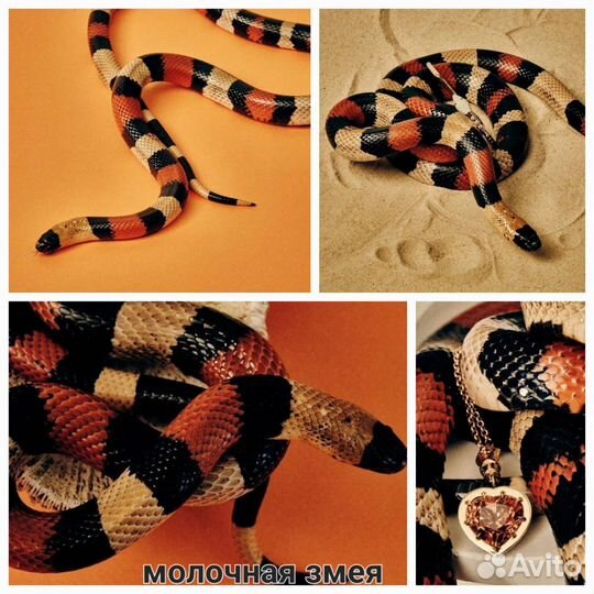 Аренда змей