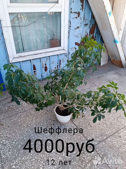 Спатифиллум