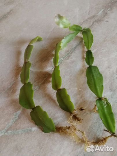 Декабристы