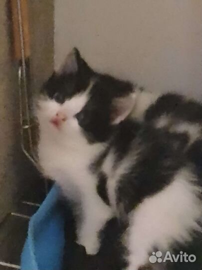 Котята в добрые руки бесплатно