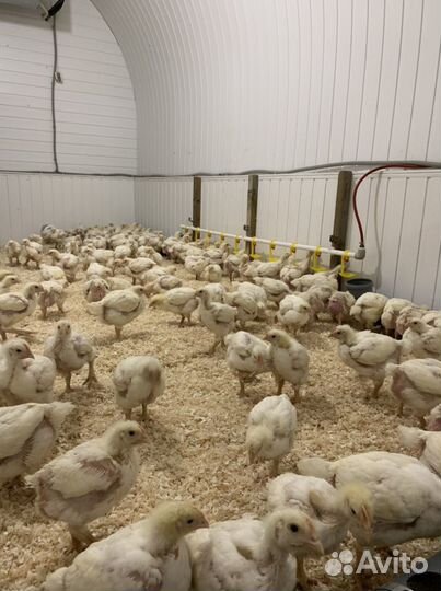 Цыплята бройлеры кобб 500 и росс 308 в наличии