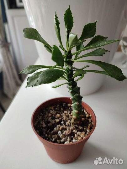 Суккуленты и другие