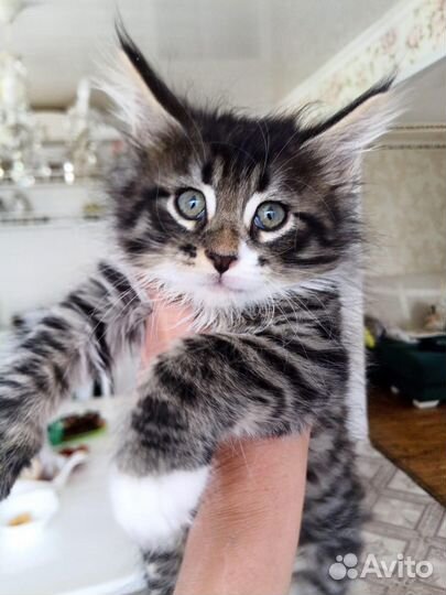 Котята мейн-кун