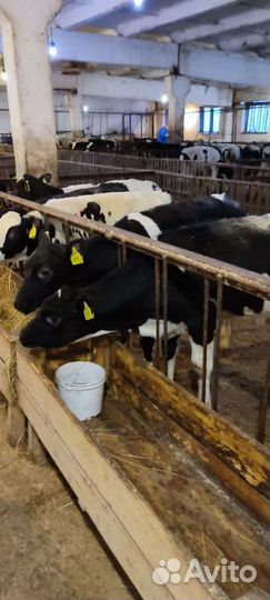 Бычки телята