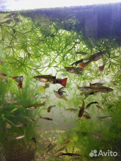 Аквариумные рыбки гуппи
