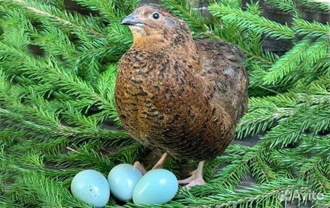 Домашнее куриное и перепелиное яйцо