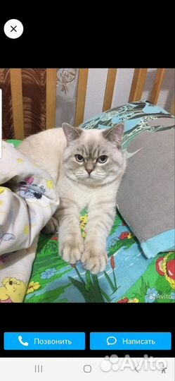 Шотландские прямоухие котята