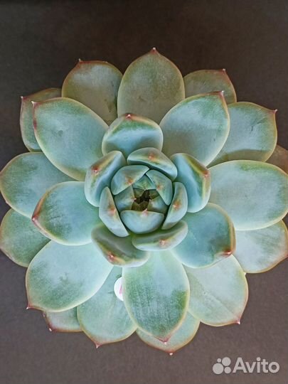 Суккуленты