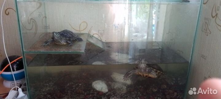 Красноухая черепаха с аквариумом