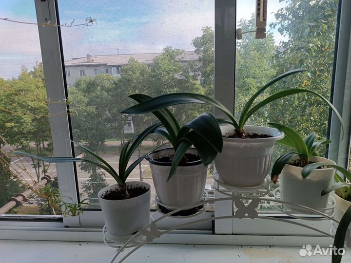 Гиппеаструм