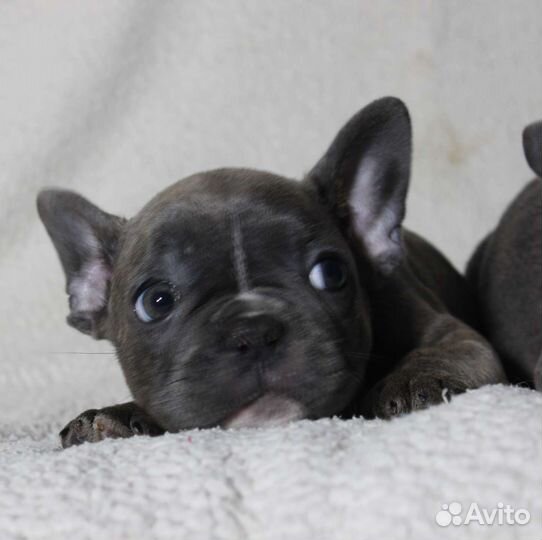 Мальчик и девочка голубки