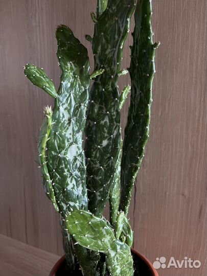 Кактус Опунция Монаканта вариегата