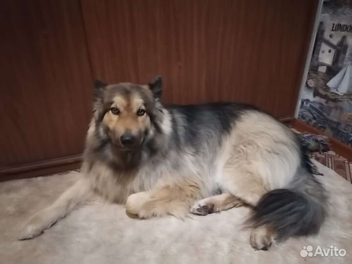 Собака в добрые руки передам бесплатно