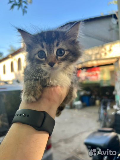 Котенок пушистик (мальчик) в добрые руки