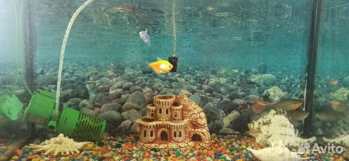 Аквариум