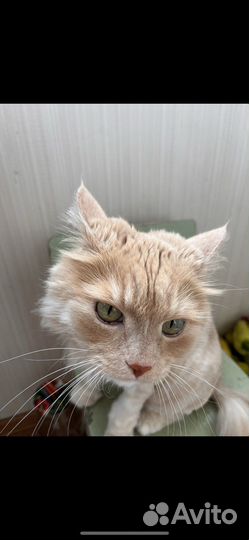 Кот в добрые руки ищет дом кот с тяжелой судьбой