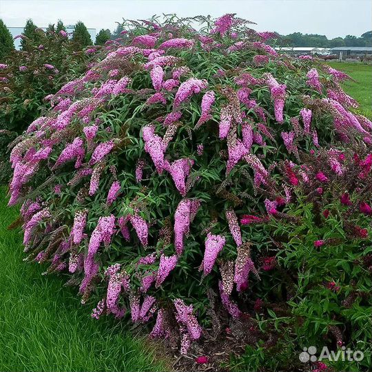 Будлея розовая